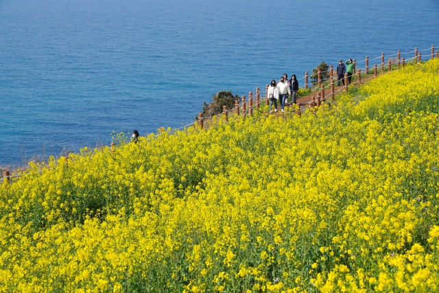 Spring Arrives for Jeju’s Canola Flowers