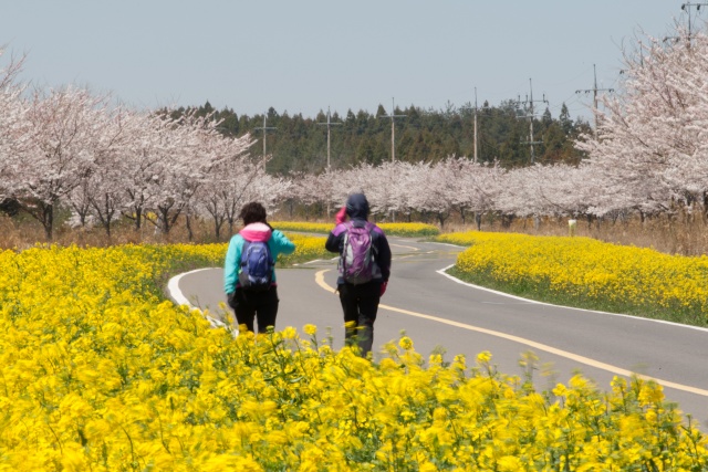 Waves of  Yellow: 4 Must-Visit Canola Flower Spots in Jeju